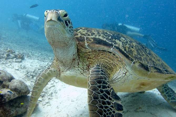 RAID Try-Dive Experience in Kota Kinabalu - Key points at a glance