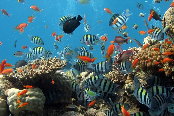 RAID Try-Dive Experience in Kota Kinabalu - Starting at Jesselton Point before 9am