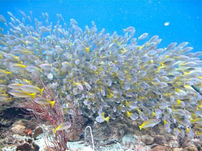 RAID Try-Dive in Kota Kinabalu, Sabah - What the small-group format means for you