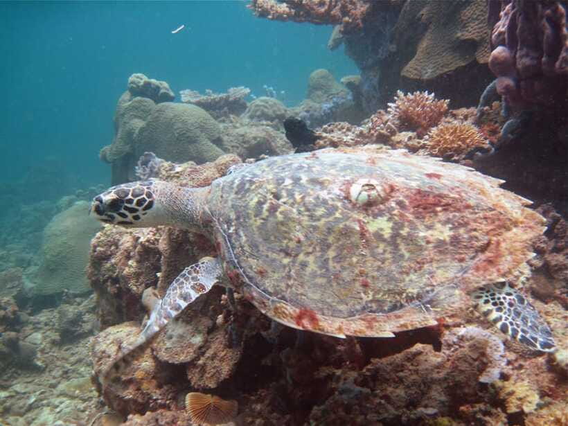 RAID Try-Dive in Kota Kinabalu, Sabah - Who should book this experience?