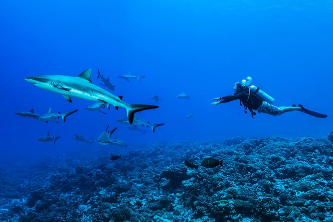 Rangiroa 2-tank Certified Scuba Dive - Why Rangiroa’s moving water matters