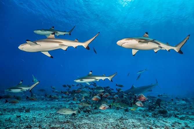 Rangiroa 2-tank Certified Scuba Dive - How the experience compares with a quiet reef swim