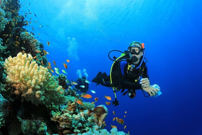 Ras Mohamed & White Island, Snorkeling & Diving - Sharm el sheikh - Key points to know before booking