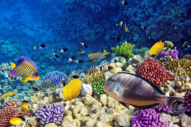 Ras Mohamed & White Island, Snorkeling & Diving - Sharm el sheikh - The included scuba session for first-timers