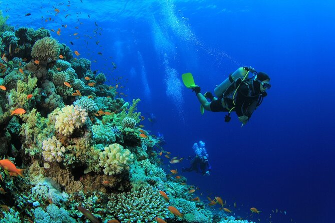 Ras Mohamed & White Island, Snorkeling & Diving - Sharm el sheikh - Booking, cancellation, and small details that matter