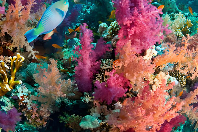 Ras Mohamed, White Island Trip, Two Stops Diving -Sharm El Sheikh - Snorkeling for the group, not just the confident swimmers