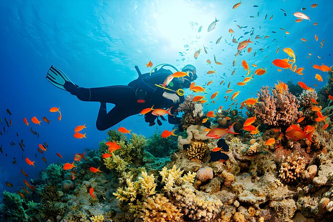 Ras Mohamed, White Island Trip, Two Stops Diving -Sharm El Sheikh - Ras Mohamed: the main reason to book