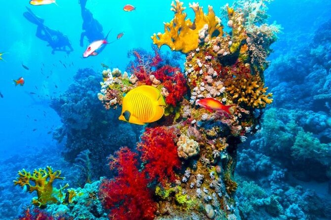 Ras Mohammed Diving Day Trip from Sharm el-Sheikh - Lunch, drinks, and a break between water time