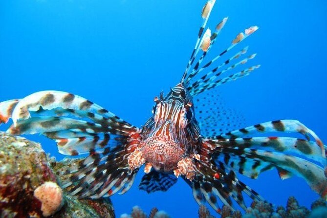Ras Mohammed Diving Day Trip from Sharm el-Sheikh - Is $68 a fair price?