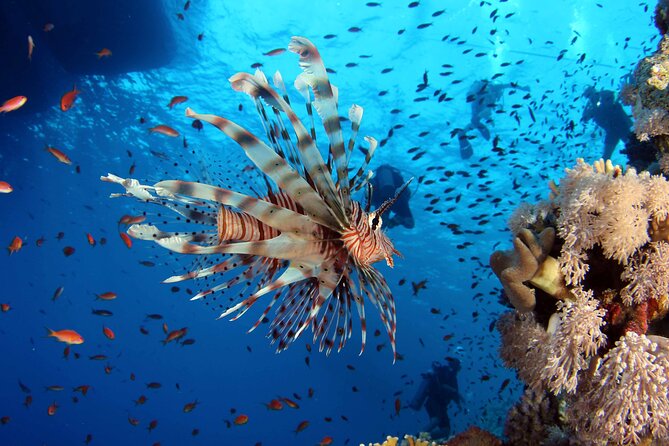 Ras Mohammed Diving & White Island Luxurious Cruise with Lunch - White Island brings beach time to the itinerary