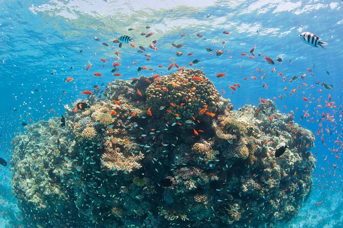 Ras Mohammed Diving & White Island Luxurious Cruise with Lunch - Who should choose this cruise
