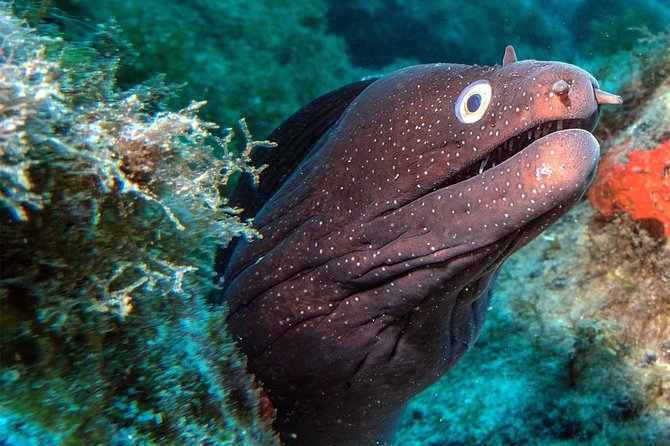 RECREATIONAL DIVE (certified divers only) : Explore Canarian Sealife - Starting at Las Galletas with LJ Diving Tenerife