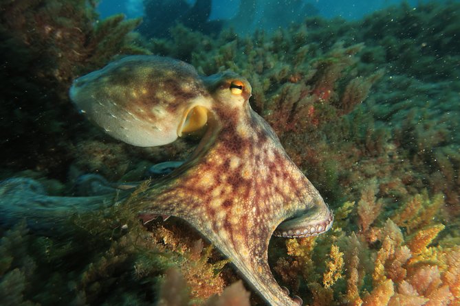 RECREATIONAL DIVE (certified divers only) : Explore Canarian Sealife - What two different sites add to the experience