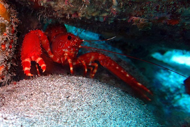 RECREATIONAL DIVE (certified divers only) : Explore Canarian Sealife - Canarian marine life beneath the surface