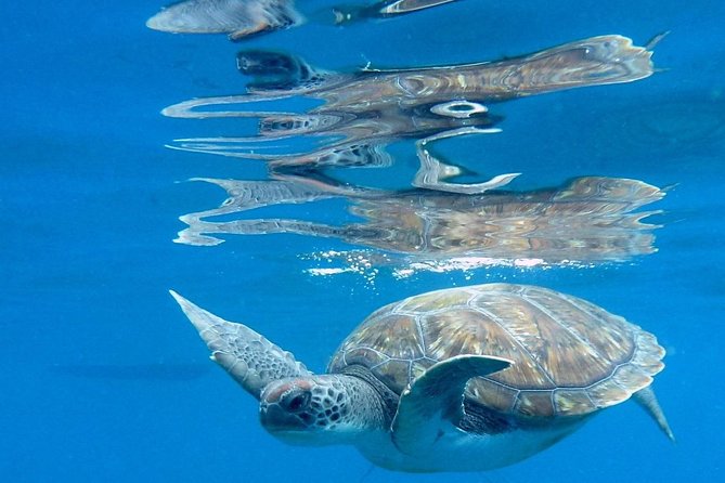 RECREATIONAL DIVE (certified divers only) : Explore Canarian Sealife - Why the small group matters