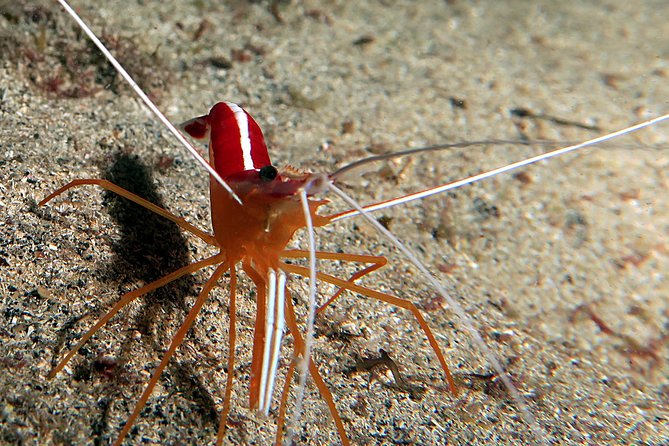 RECREATIONAL DIVE (certified divers only) : Explore Canarian Sealife - Is $114.93 a fair price?