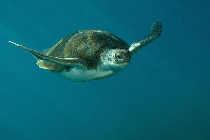RECREATIONAL DIVE (certified divers only) : Explore Canarian Sealife - Preparing for the first underwater session