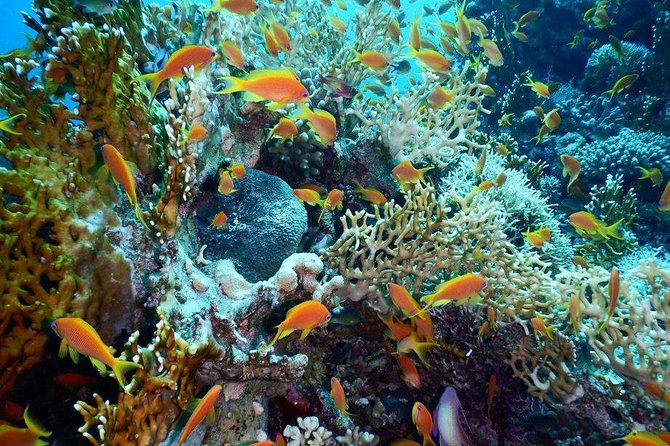 Red Sea Diving Trip from Hurghada: Beginner to Advanced Divers - What makes this Hurghada trip worth considering