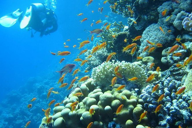 Red Sea Diving Trip from Hurghada: Beginner to Advanced Divers - Who should book this experience