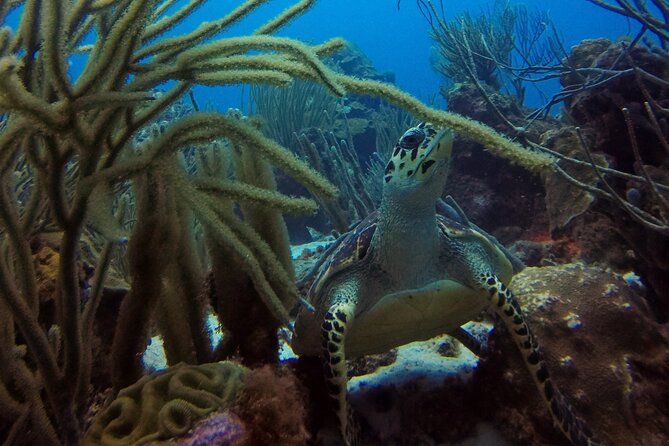 Refresher Dive - Starting with equipment, safety, and honest questions