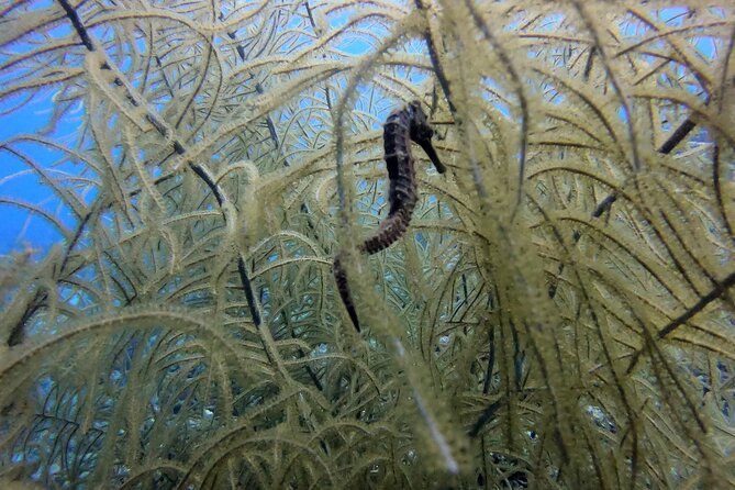 Refresher Dive - A few fin kicks to the House Reef