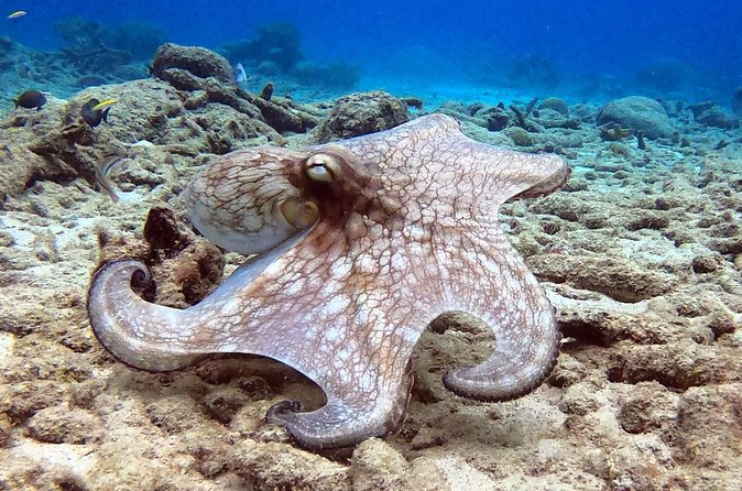 Refresher Dive - Practical details that affect your day