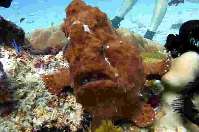 Refresher scuba diving trip, 3 dives at Racha Noi and Racha Yai - Who should book this refresher?