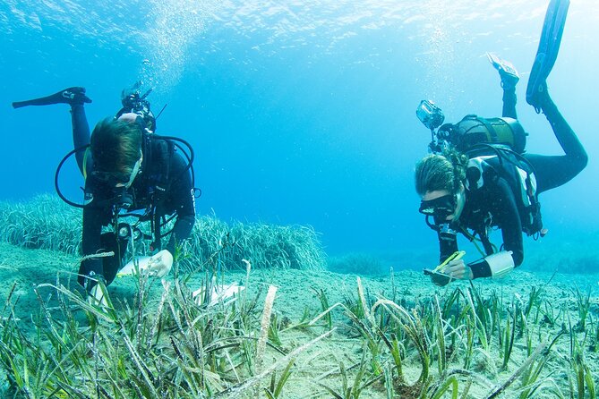 Research diving with a Marine Biologist in Crete - Starting at 8:30 in Plakias