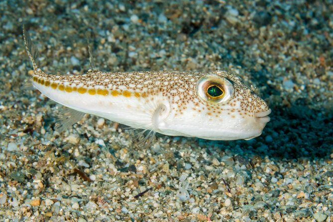 Research diving with a Marine Biologist in Crete - Plakias: from observation to research work
