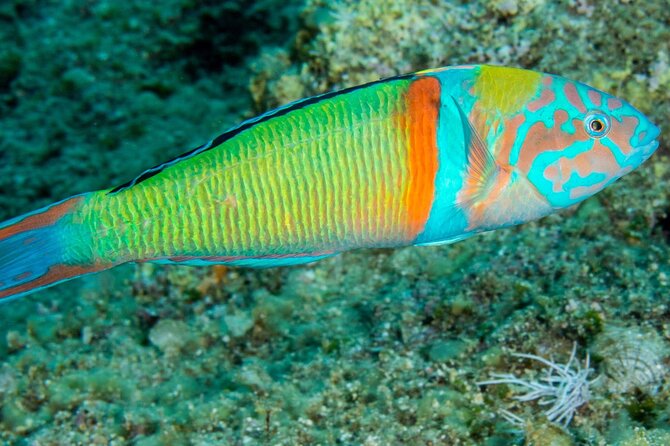 Research diving with a Marine Biologist in Crete - Why the small group matters