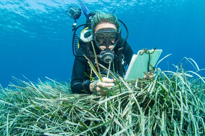 Research diving with a Marine Biologist in Crete - What is included, and what costs extra