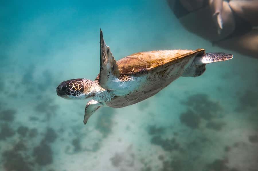 Rio: Best Dive Experience All Inclusive Scuba Diving Package - Is $240 a fair price?