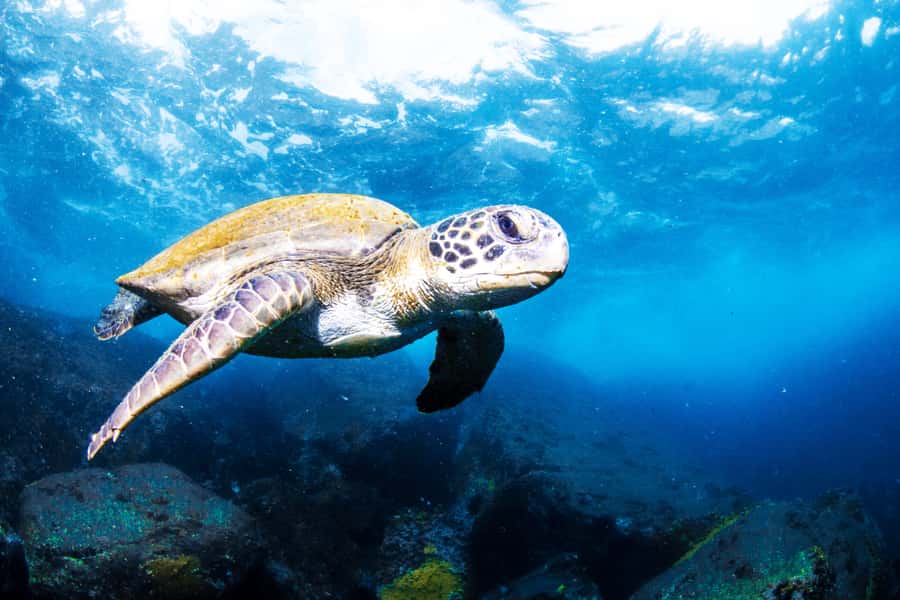 Rio de Janeiro: Arraial do Cabo Scuba Diving Day Trip - The 2.5-hour road to the Lakes Region