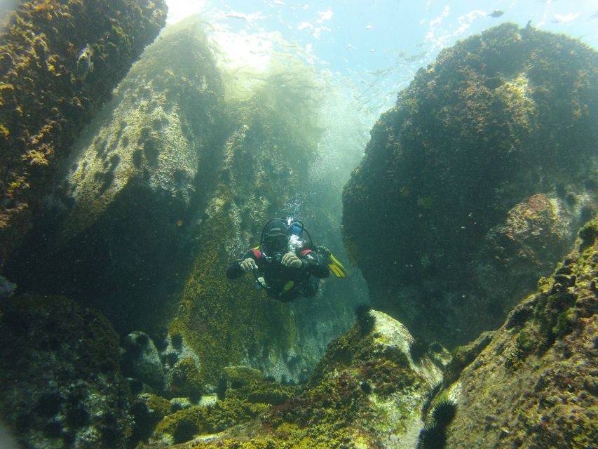 Rio de Janeiro: Arraial do Cabo Scuba Diving Day Trip - What you might see below the surface