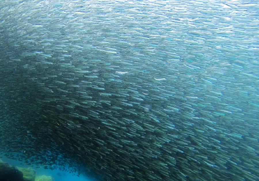 Rio de Janeiro: Arraial do Cabo Scuba Diving Day Trip - Weather, wind, and backup plans