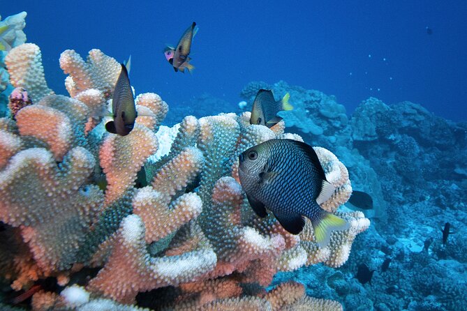 Romantic Dive for beginners in Bora Bora (2 people) with Video - Is $491.54 a fair price for two?