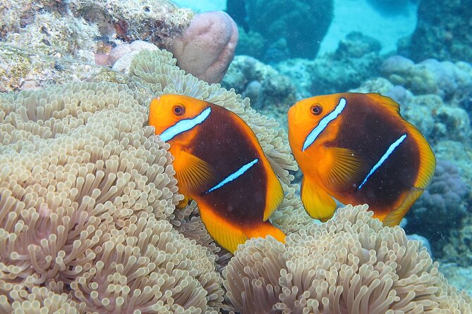 Romantic Dive for beginners in Bora Bora (2 people) with Video - Who will enjoy this experience most?