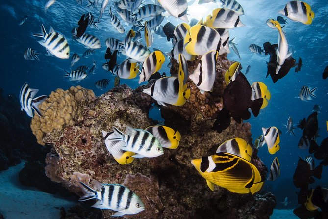 Romantic Dive for beginners in Bora Bora (2 people) with Video - Two people, two instructors, and room to learn