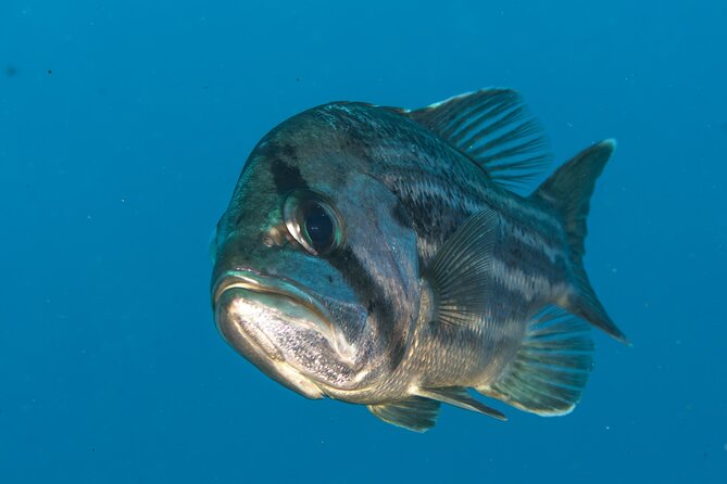 Rottnest Island Boat Dive Day Trip including Lunch - Weather, conditions, and comfort