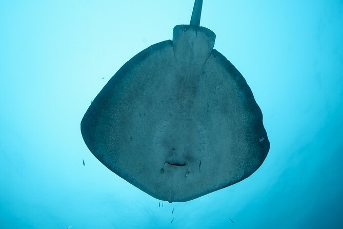 Rottnest Island Boat Dive Day Trip including Lunch - Who will get the most from this Fremantle charter