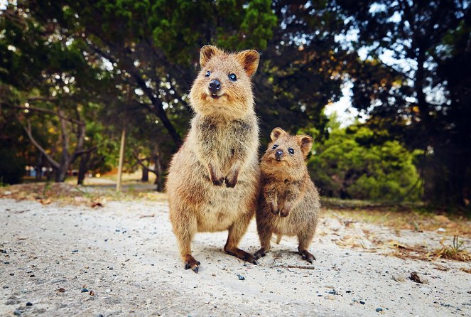 Rottnest Island Deep Dive Day Trips - Possible sites, from Shark Cave to the K XI wreck
