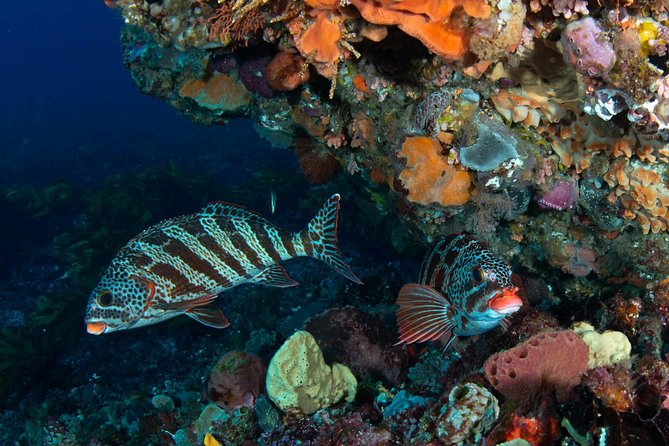 Rottnest Island scuba dive tour - From Fremantle to Rottnest in 45 minutes