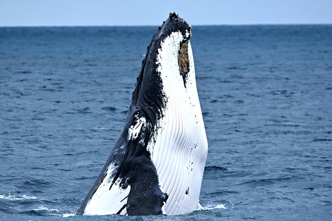 Rottnest Island scuba dive tour - Is the $186.48 price good value?