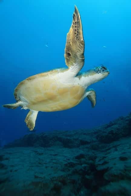 S. Tenerife: 2 Dives for Beginners (Beach + Boat Experience) - From Playa de las Américas to the water