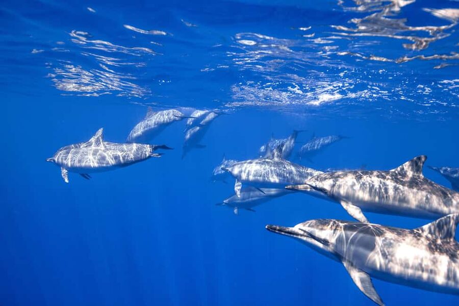S. Tenerife: 2 Dives for Beginners (Beach + Boat Experience) - The boat ride to South Tenerife’s ocean site