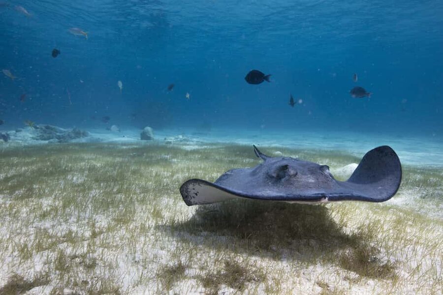 S. Tenerife: 2 Dives for Beginners (Beach + Boat Experience) - What $135 buys you