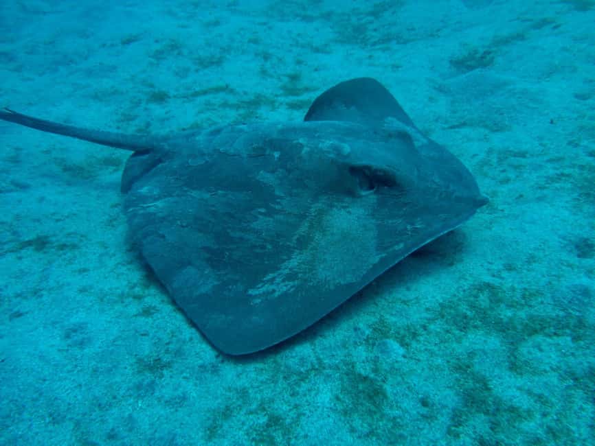 S. Tenerife: 2 Dives for Beginners (Beach + Boat Experience) - Equipment, transfers, and the practical details