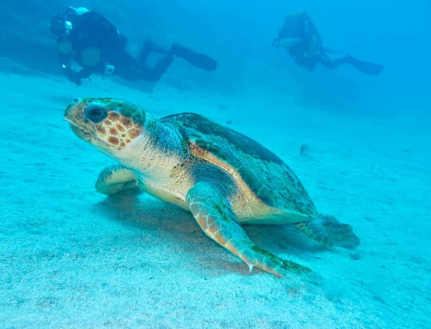 S. Tenerife: 2 Dives for Beginners (Beach + Boat Experience) - Who will get the most from this session