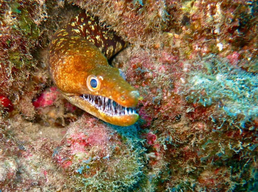 S. Tenerife: 2 Dives for Beginners (Beach + Boat Experience) - Should you book Aqua-Marina’s two-part scuba experience?