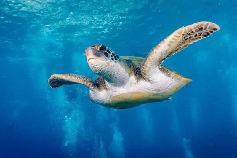 S Tenerife: Guided Boat Dive for Qualified Divers - Key points at a glance